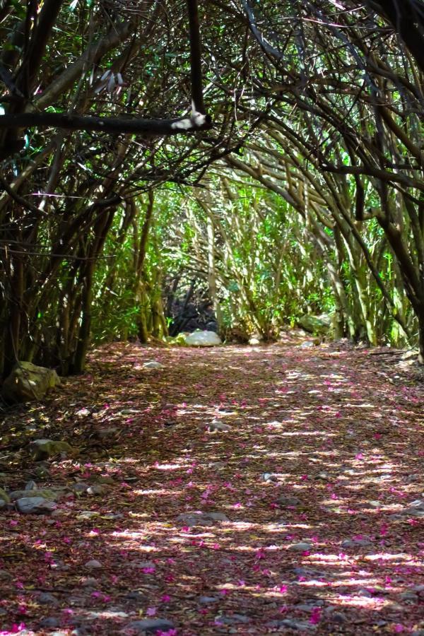 Hostal Rural De Cuadros Bedmar y Garciez エクステリア 写真